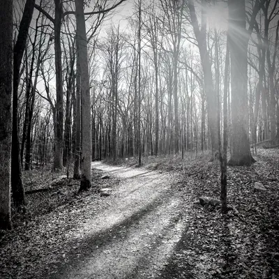 5 Trees
