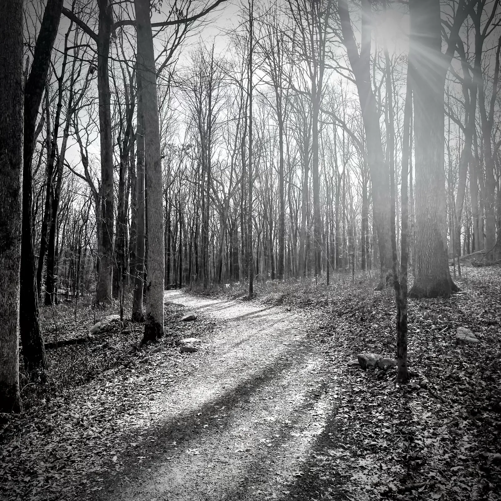 5 Trees