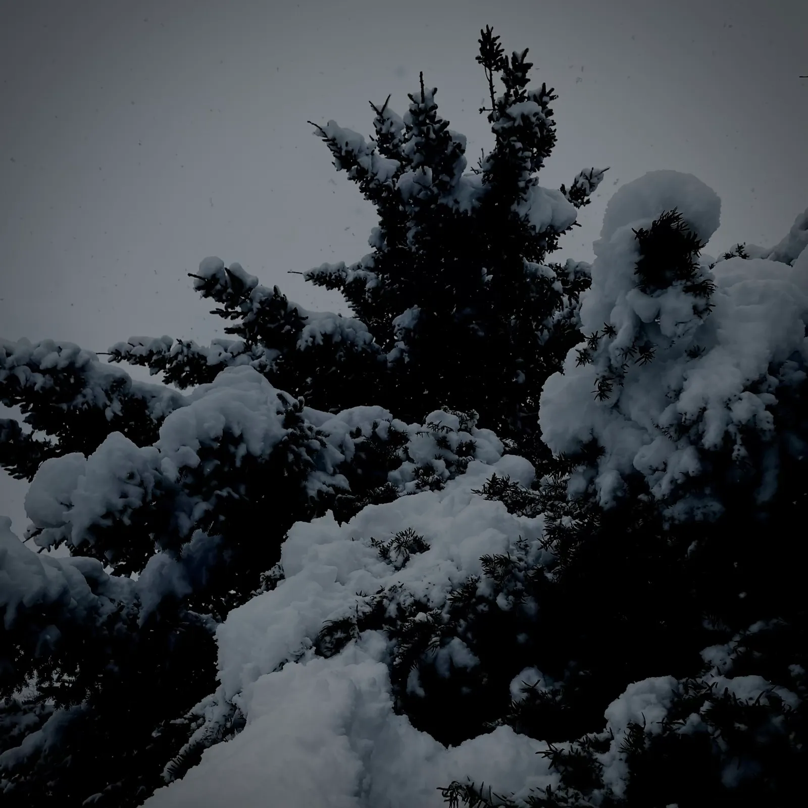 14 Snowtree