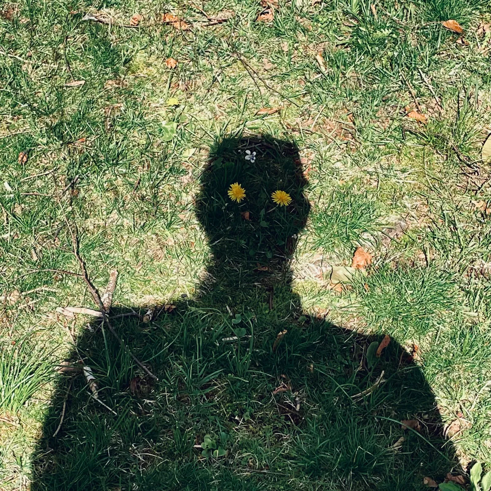 23 Dandelions
