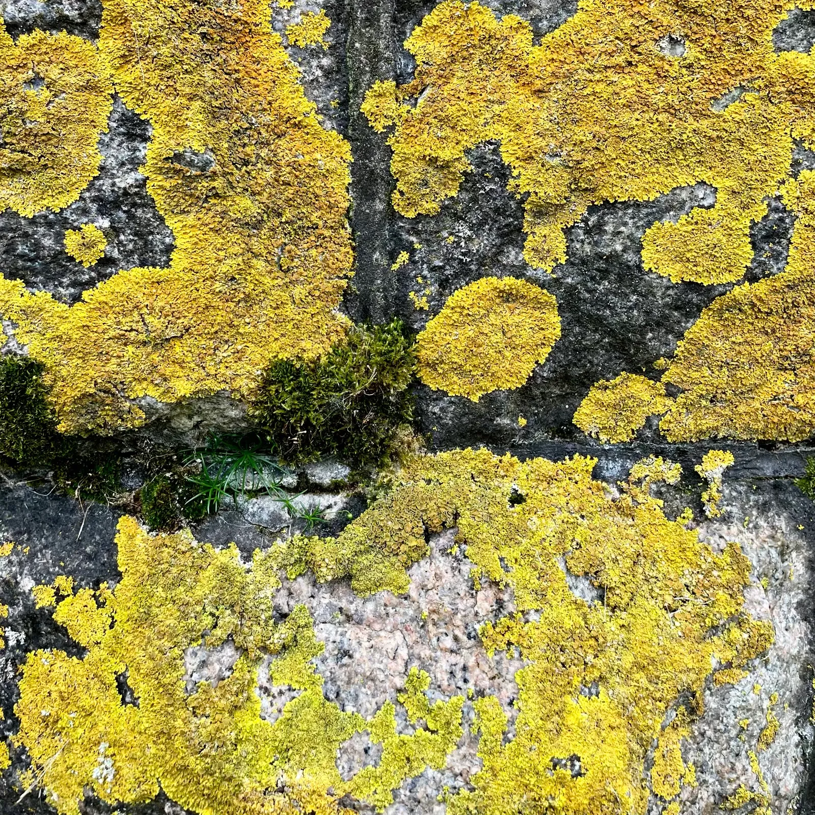 28 Wall
