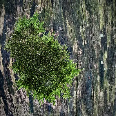 31 Moss