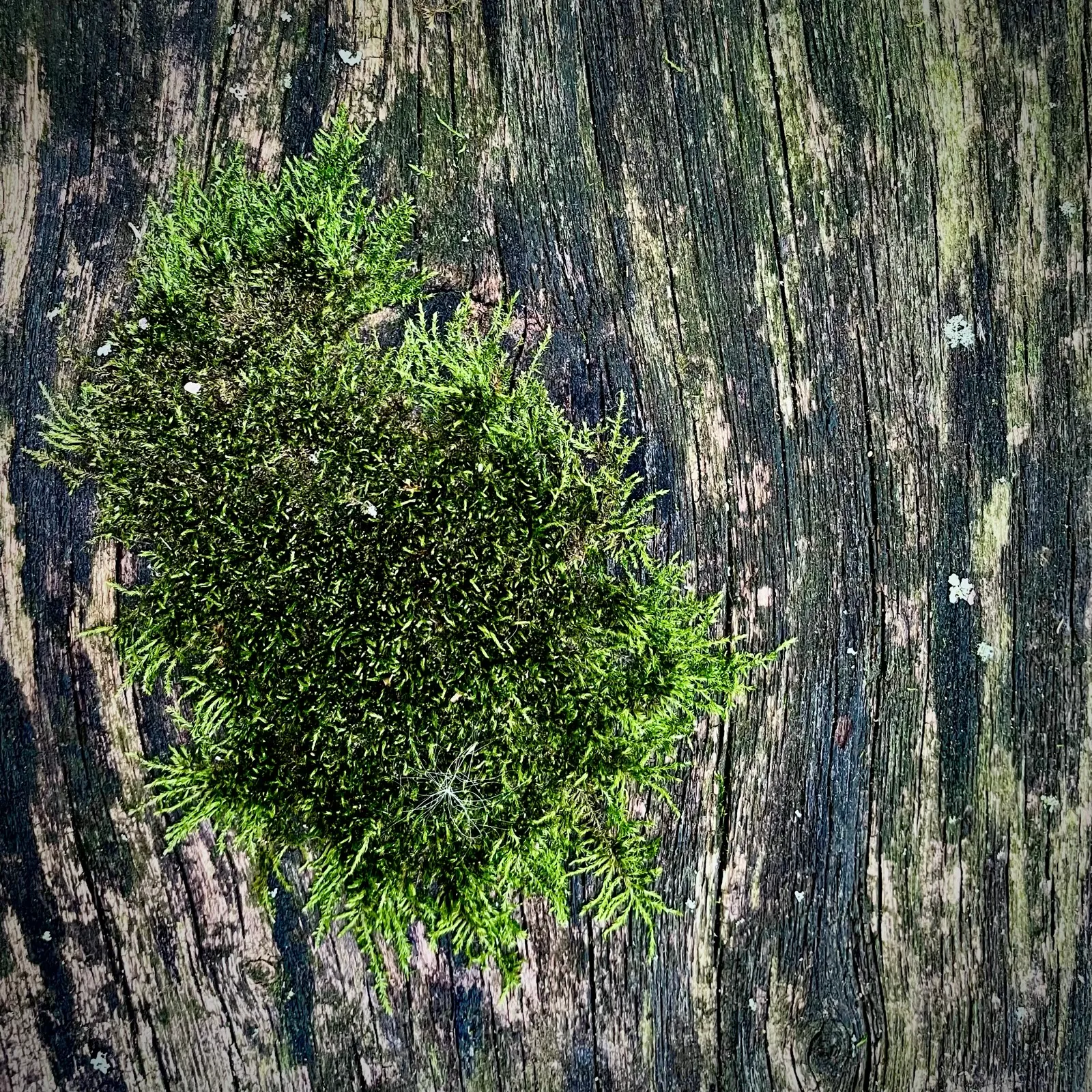 31 Moss